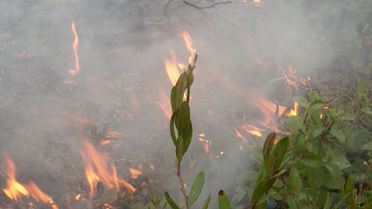    Фото: ГТРК Карелия