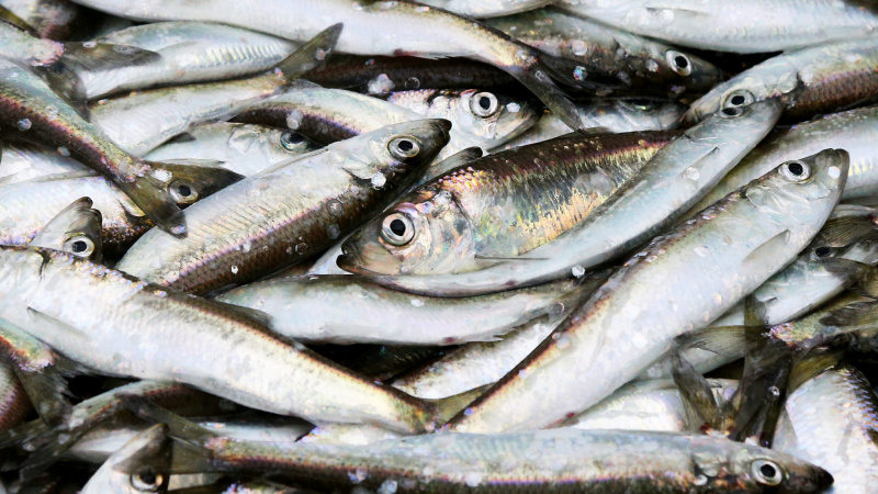 Сезон корюшки в Петербурге стартует с 15 апреля