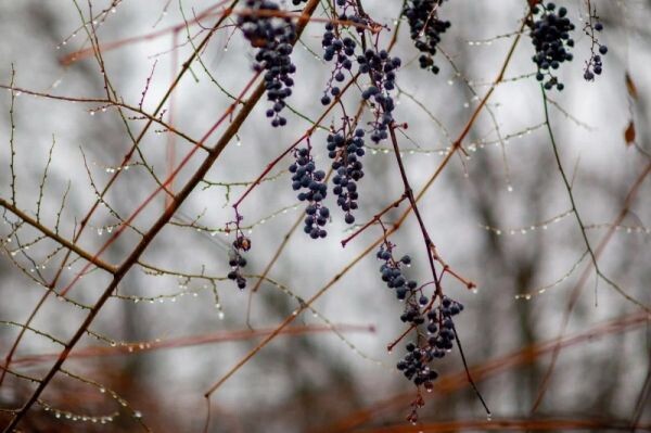 Синоптики пообещали тёплые и сухие выходные во Владимирской области