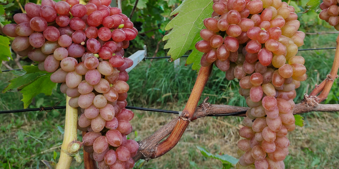 Схема обработки виноградника 2026. Ещё раз разъясняю важные моменты