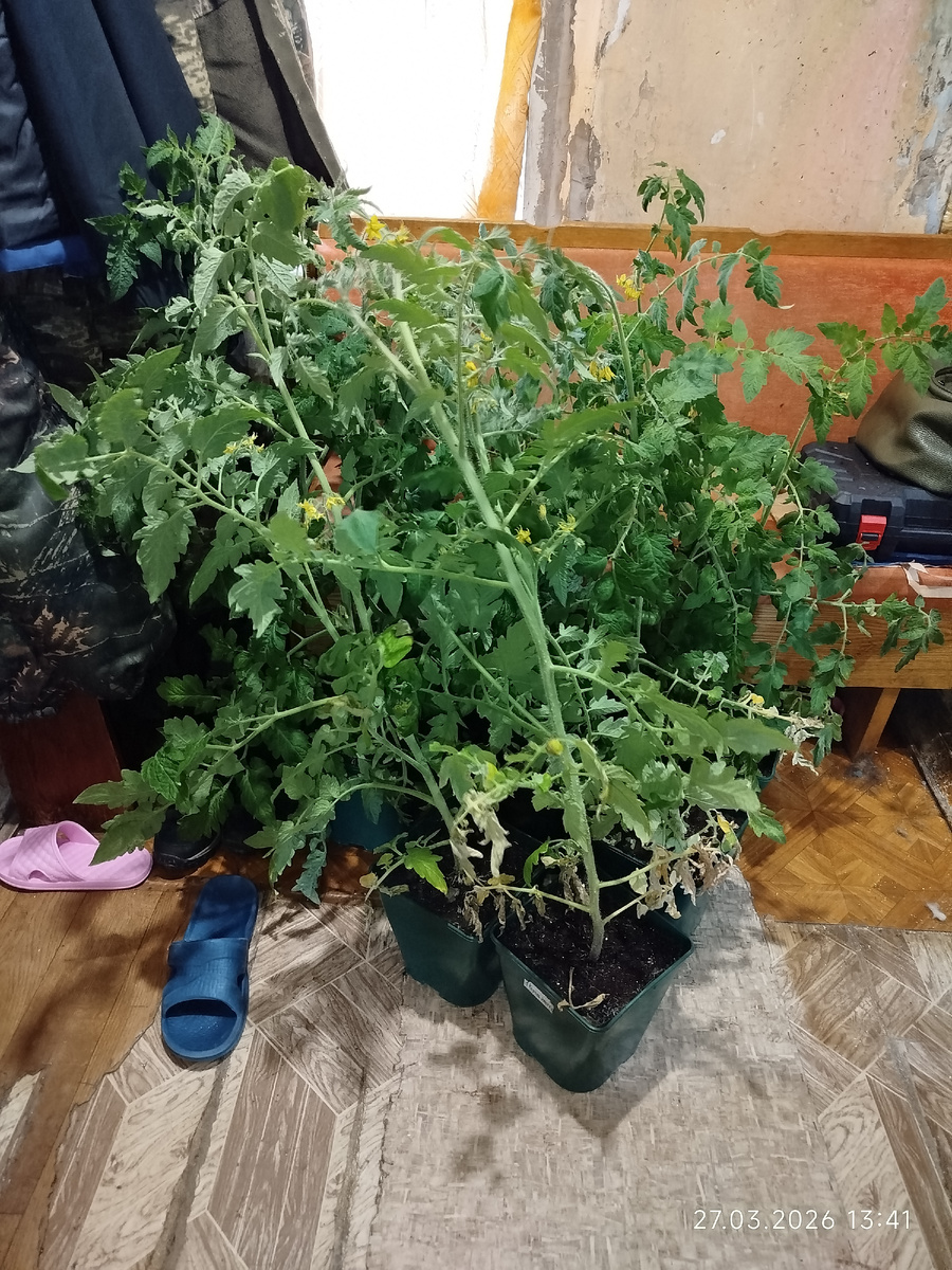 Шесть томатов с одного окна