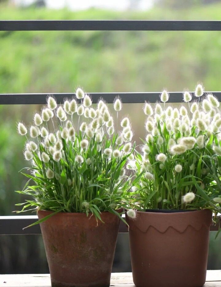 Лагурус (зайцехвост)