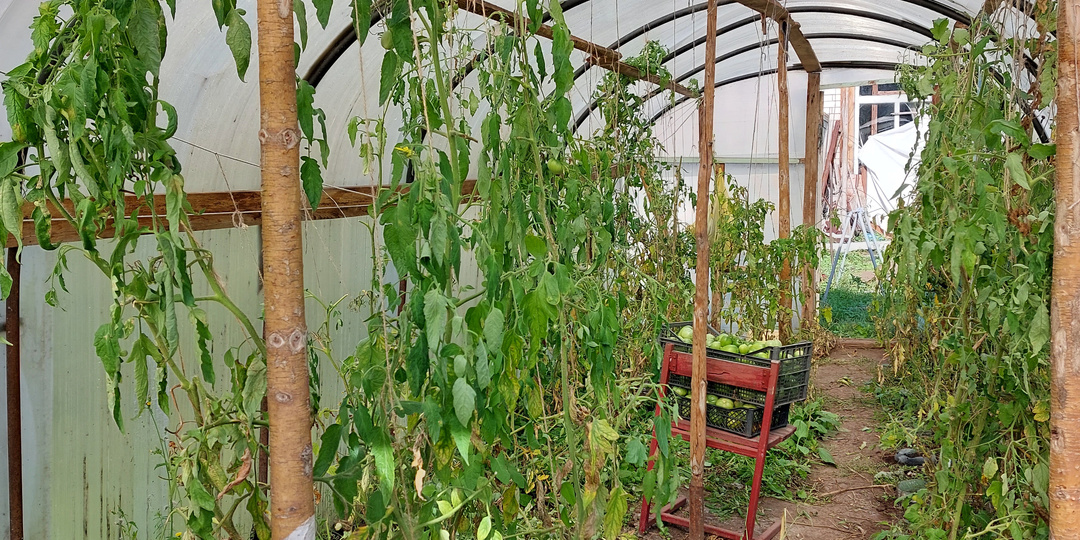 Про живучесть растений в нашей самодельнойе теплице