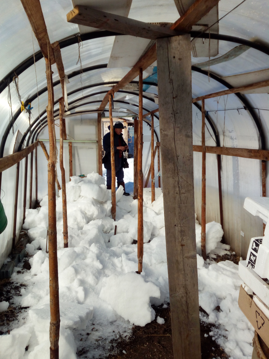 Наша старая теплица. Я думаю, что у нее был очень качественный поликарбонат. ЕЕ разломал потрясающий по своей силе ураган в ноябре 22 года. До этого она небольшие ураганы очень хорошо выдерживала. 