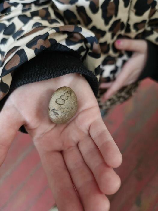 Vicarya – вымерший род брюхоногих моллюсков
Фото: Анастасия Гальченко