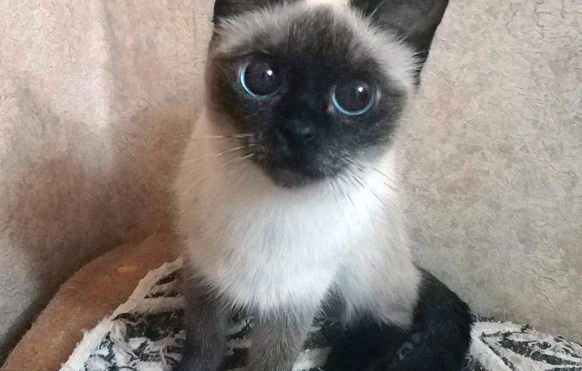 Очень нужны семьи "осиротевшим" породистым (тайским) котейкам 🙏