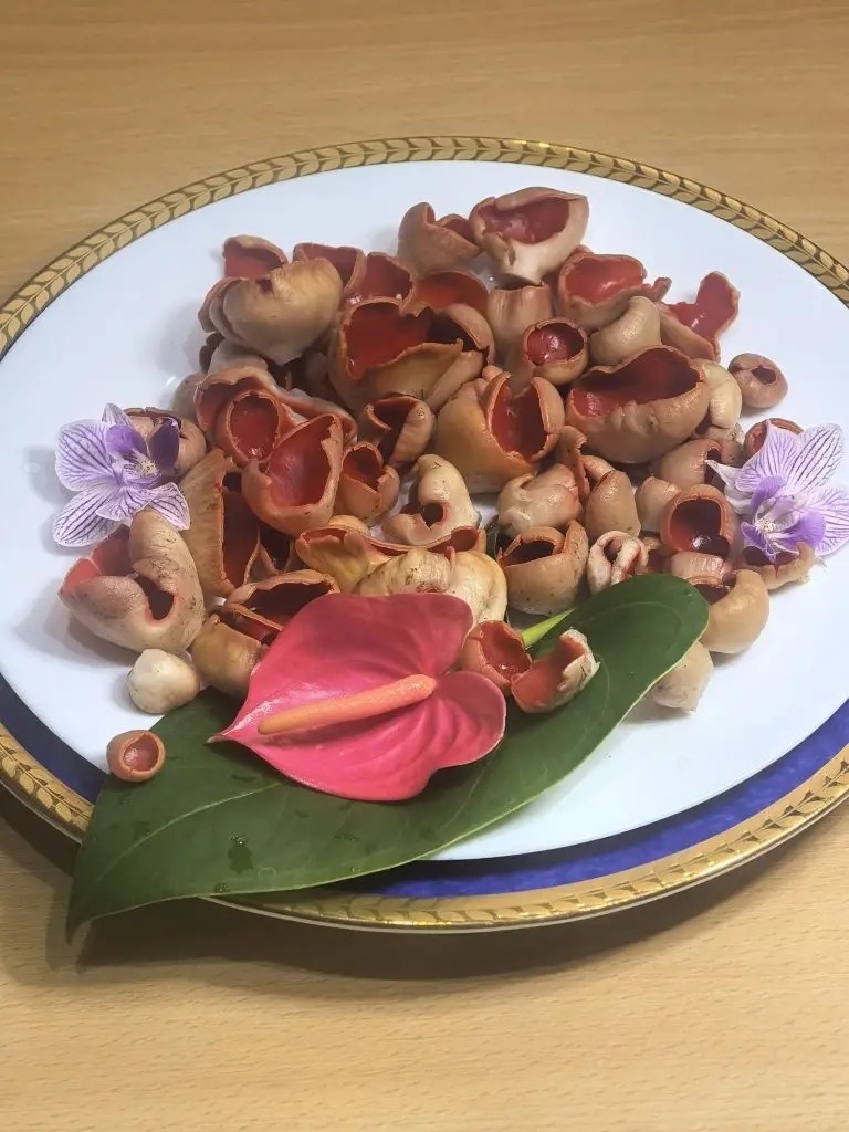 Первая саркосцифа