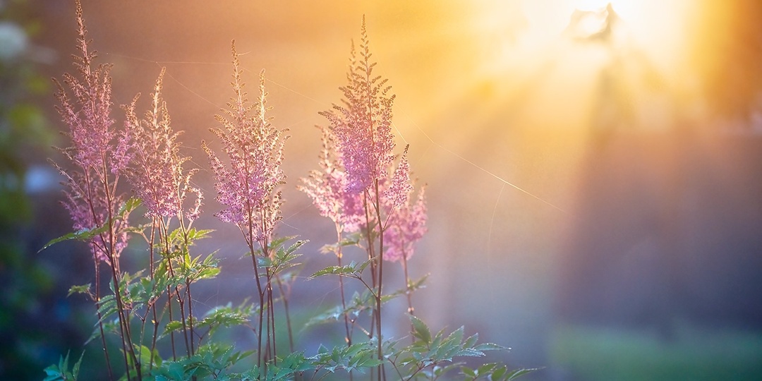 Печаль светла