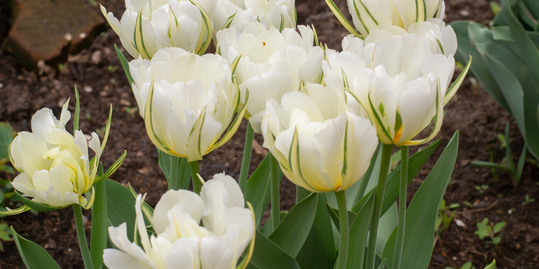 Нежная нежность. Моё впечатление о тюльпане White Valley (Уайт Велли)/Exotic Emperor (Экзотик Эмперор)