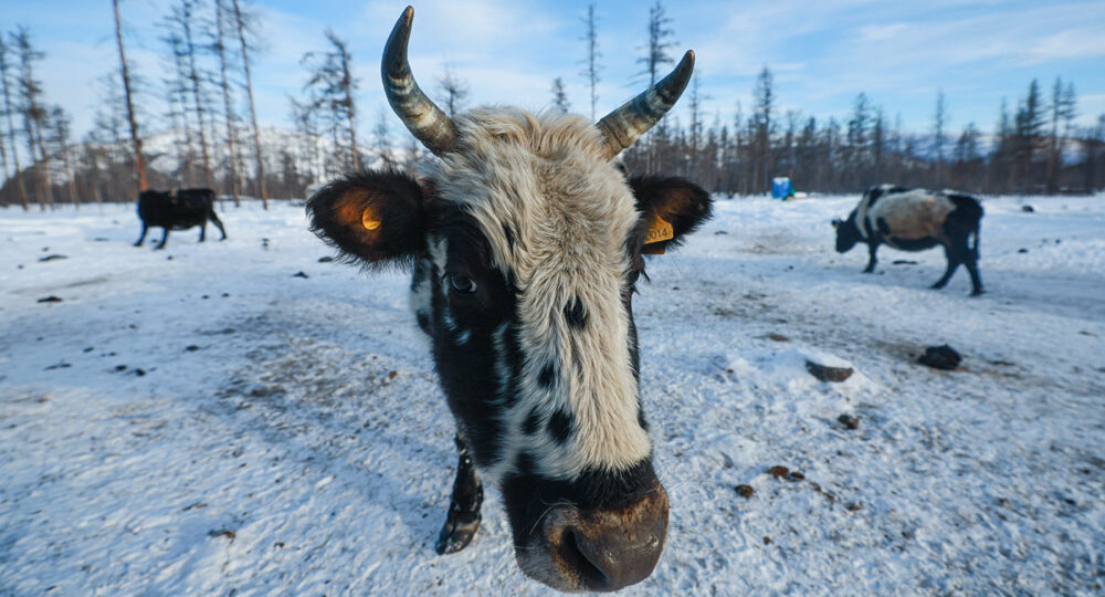 «Народ получает»: в Сибири пытавшихся спасти свой скот арестовали и оштрафовали