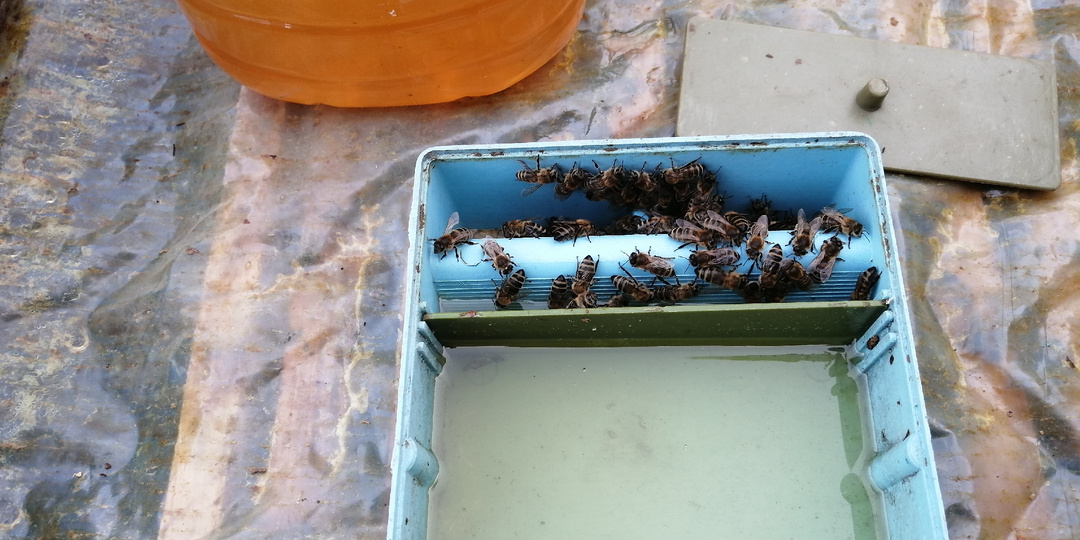 Тёплый март на пасеке: Время подкорки пчёл