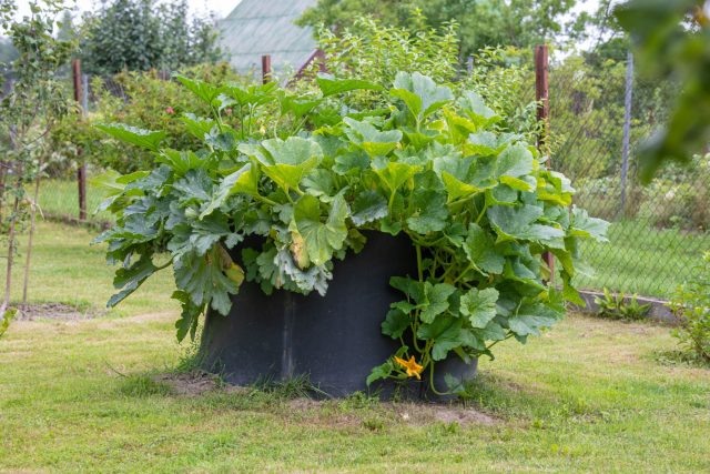 Кабачки на компосте получают всё сразу: стабильное питание, тепло изнутри кучи, влагу и воздух. Корни растут глубже и мощнее, растение не испытывает стрессов и быстрее развивается, что напрямую даёт более ранний и стабильный урожай.  📷
