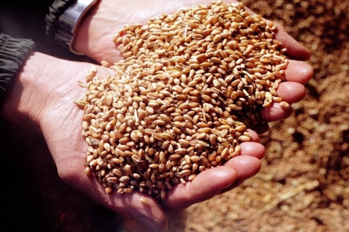    В Татарстане за три месяца исследовали 437 тысяч тонн зерна