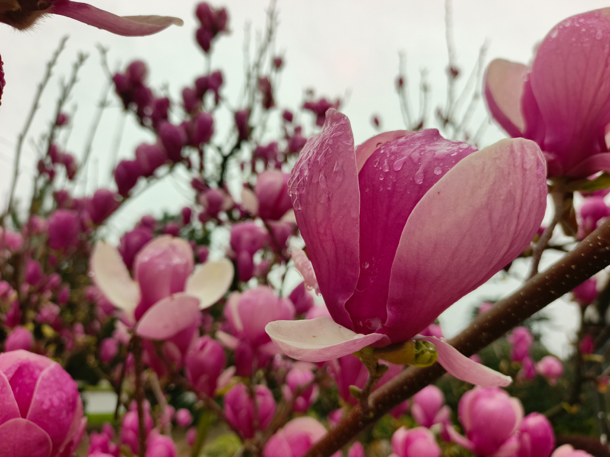 ФТ Сириус, Магнолия Суланжа, дождливый мартовский денек, 2026 года