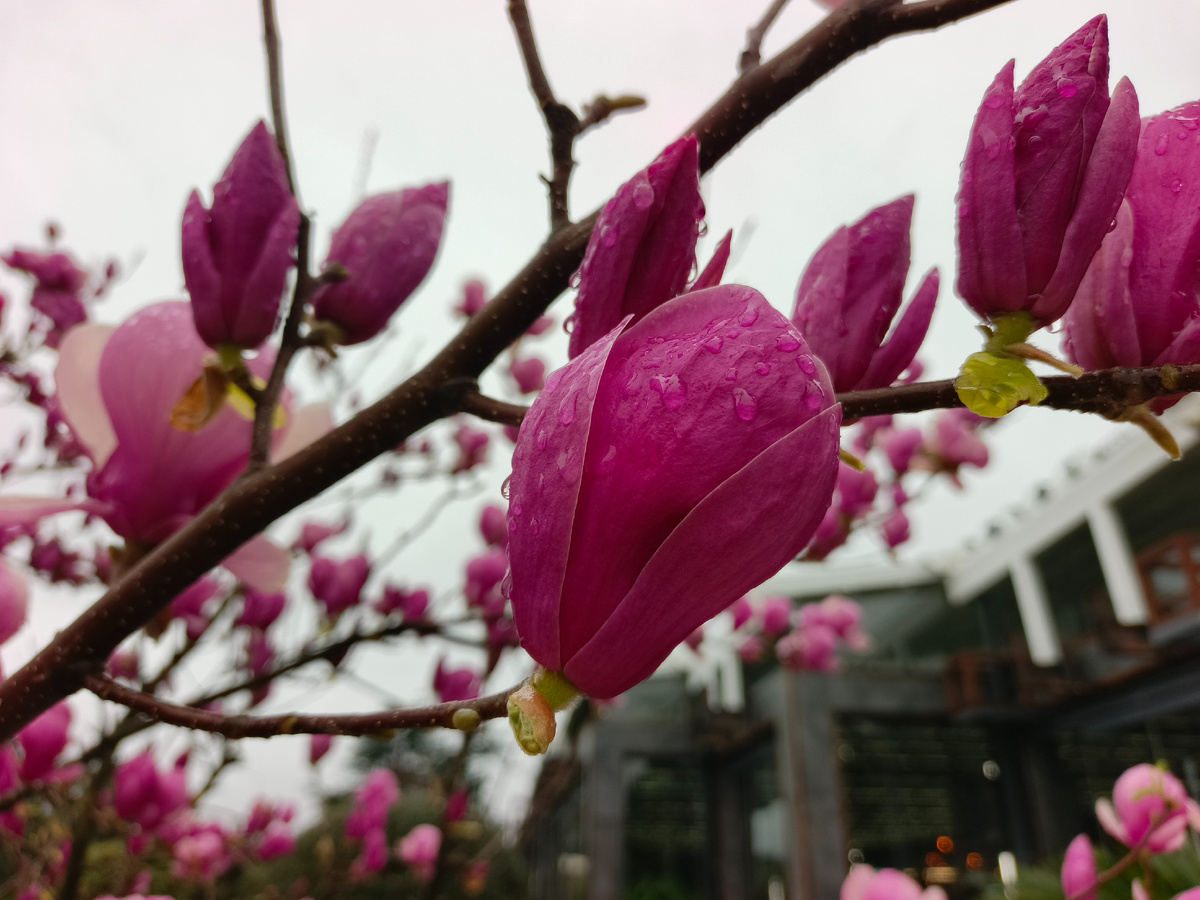 ФТ Сириус, Магнолия Суланжа, дождливый мартовский денек, 2026 года