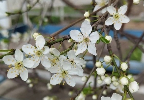 Уже весна. Сегодняшнее фото