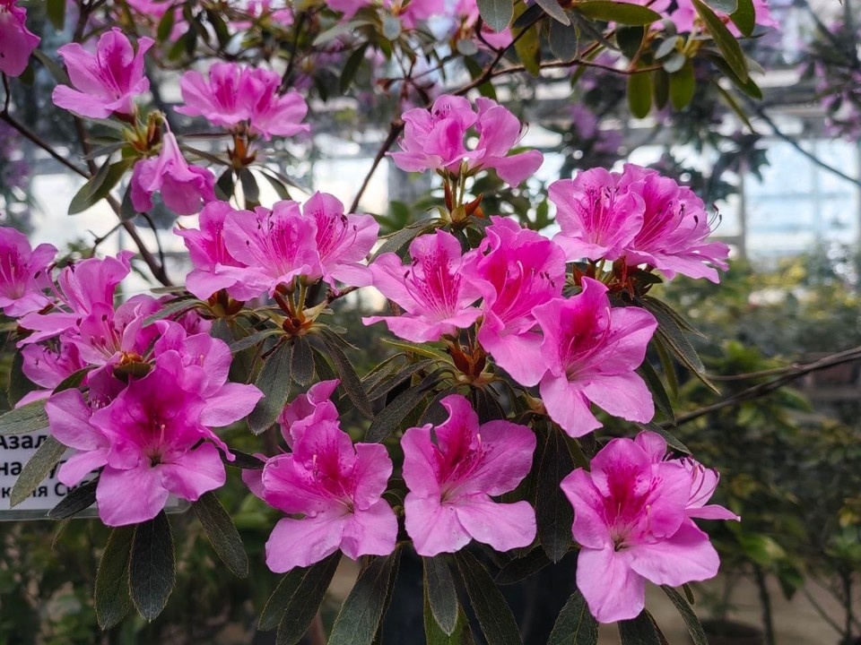    В Ботсаду ТГУ зацвела одна из крупнейших в России коллекция азалий. Фото: Сибирский ботанический сад