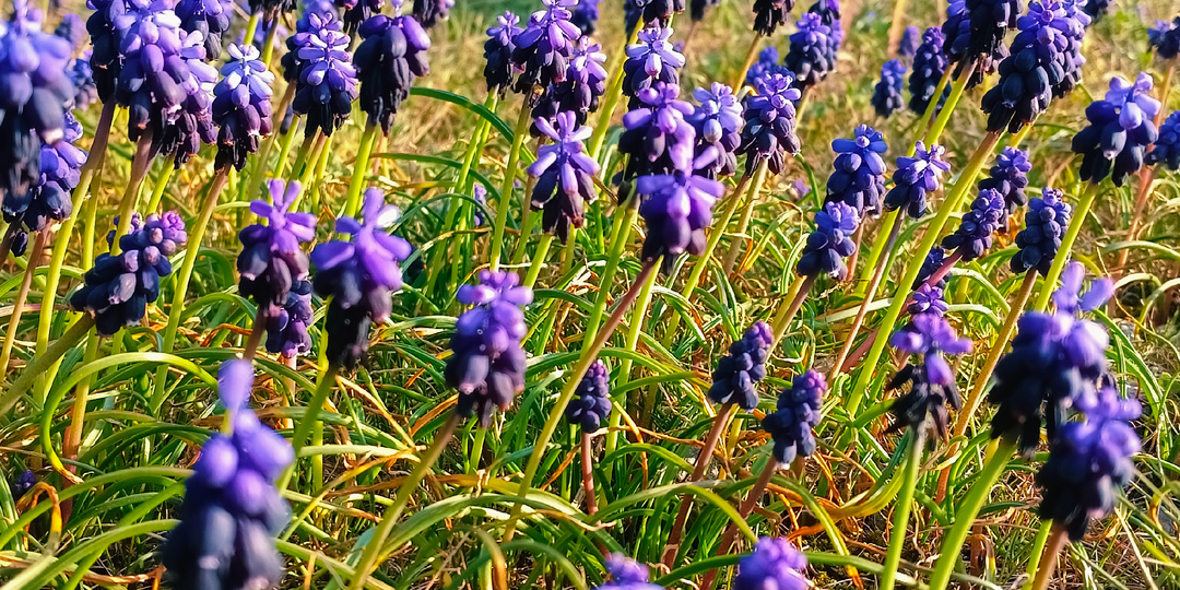 Крым наводнили Мускарики