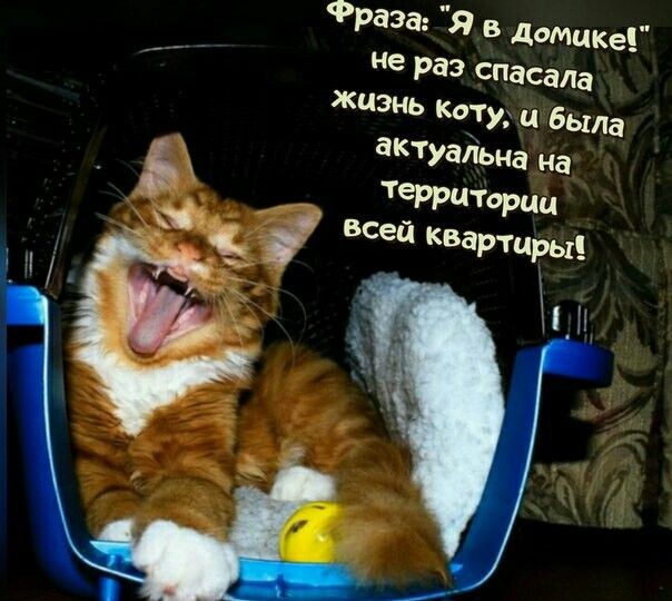 Пушистый юмор