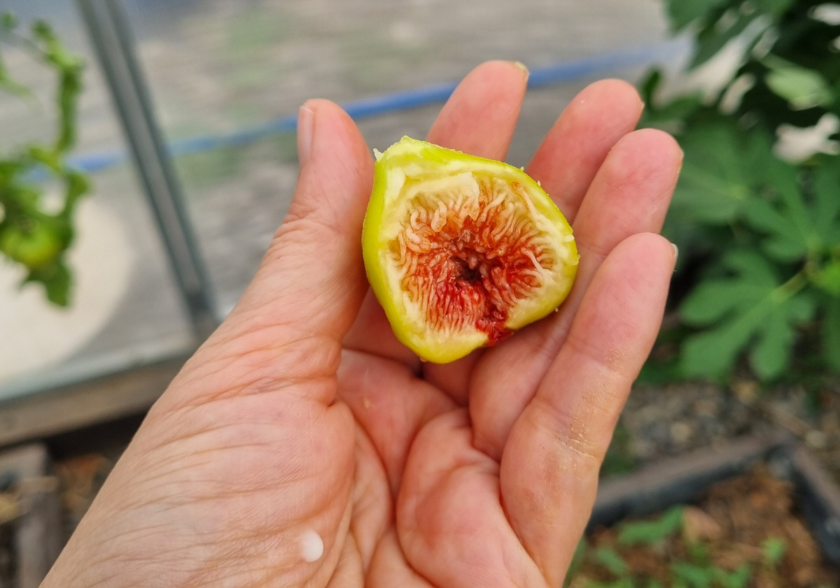 Фото: Зеленая леди, сад, семья и томатный сок