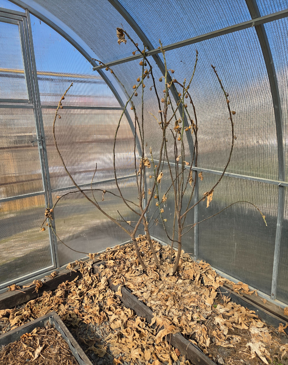 Зимнее фото. Мой тепличный инжир.