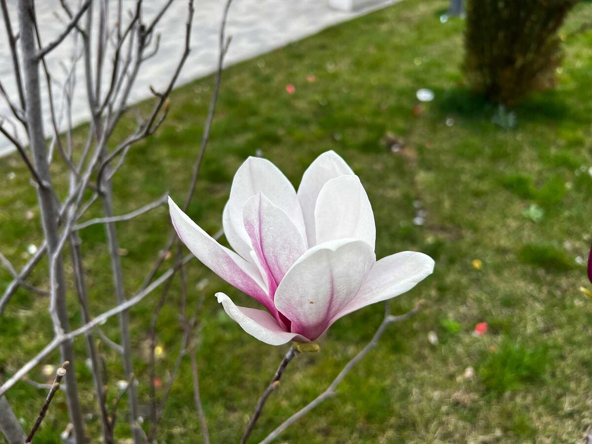 Магнолия