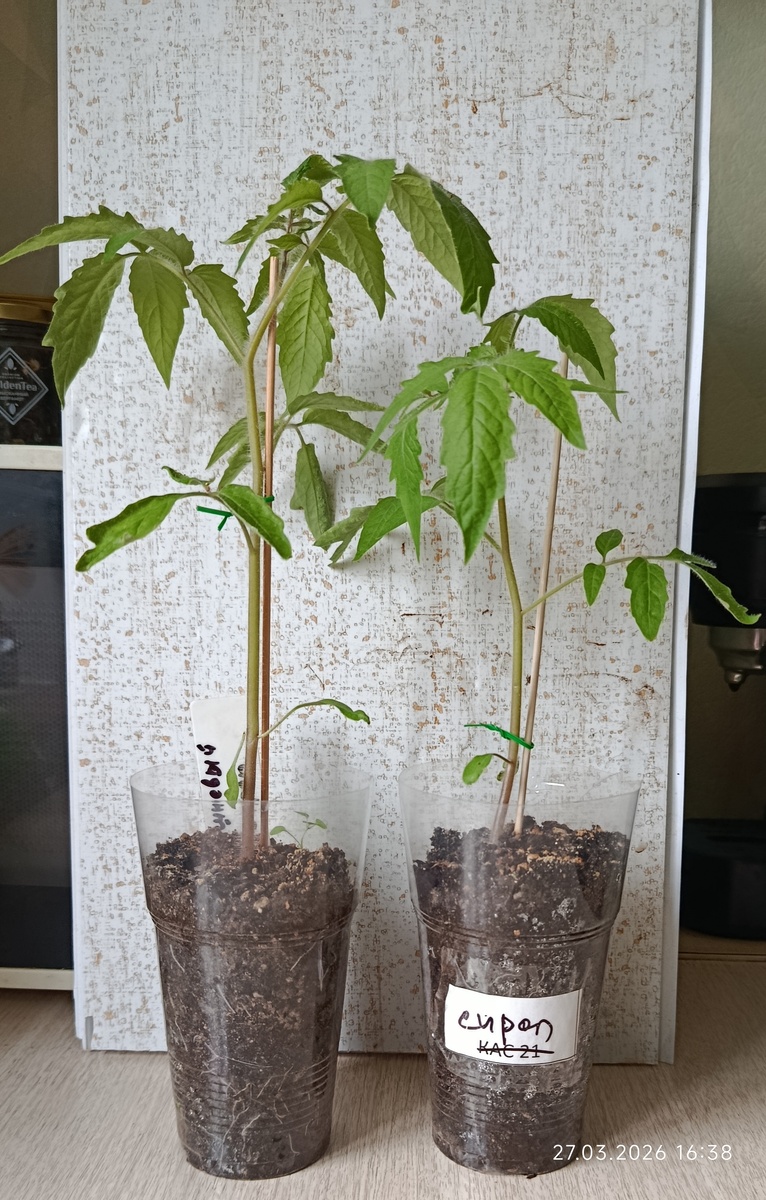 Возраст рассады для обрезания: выросли хорошие 4-5 листочки