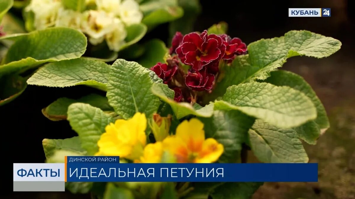    Скриншот видео телеканала «Кубань 24»