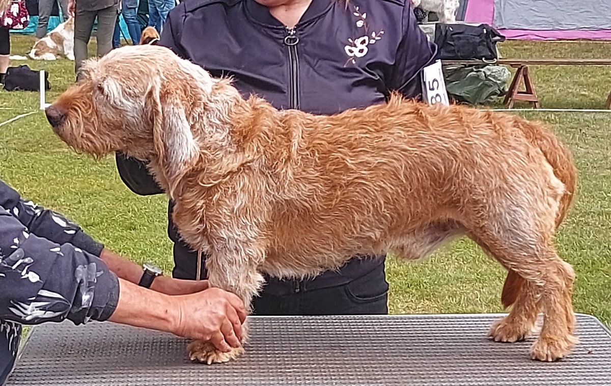    Английский стиль хендлинга предполагает обучение собаки самостоятельному принятию нужной позы