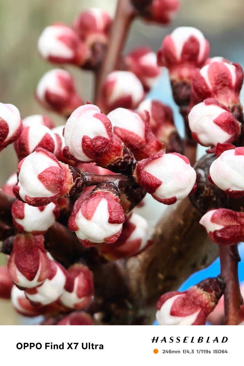 Фото моих абрикосов, без клясепориоза