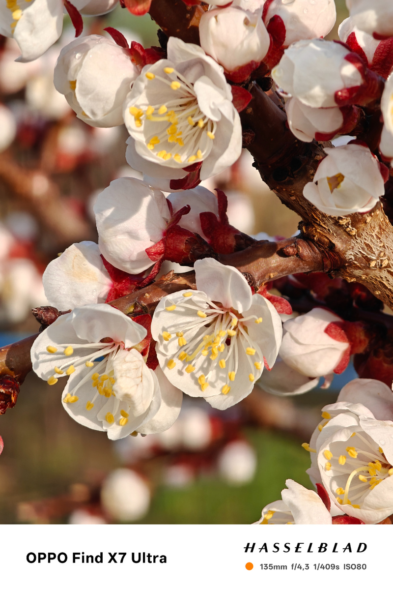 Фото моих абрикосов.