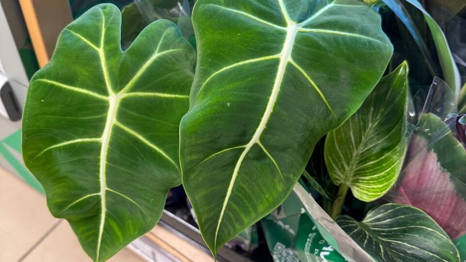 А сегодня я счастливая обладательница новой Алоказии и не одной