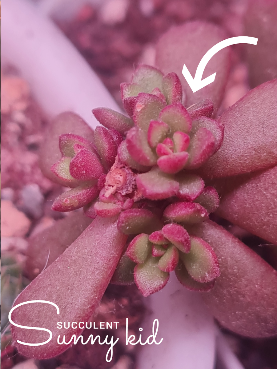 Sedum Joyce Tulloch
