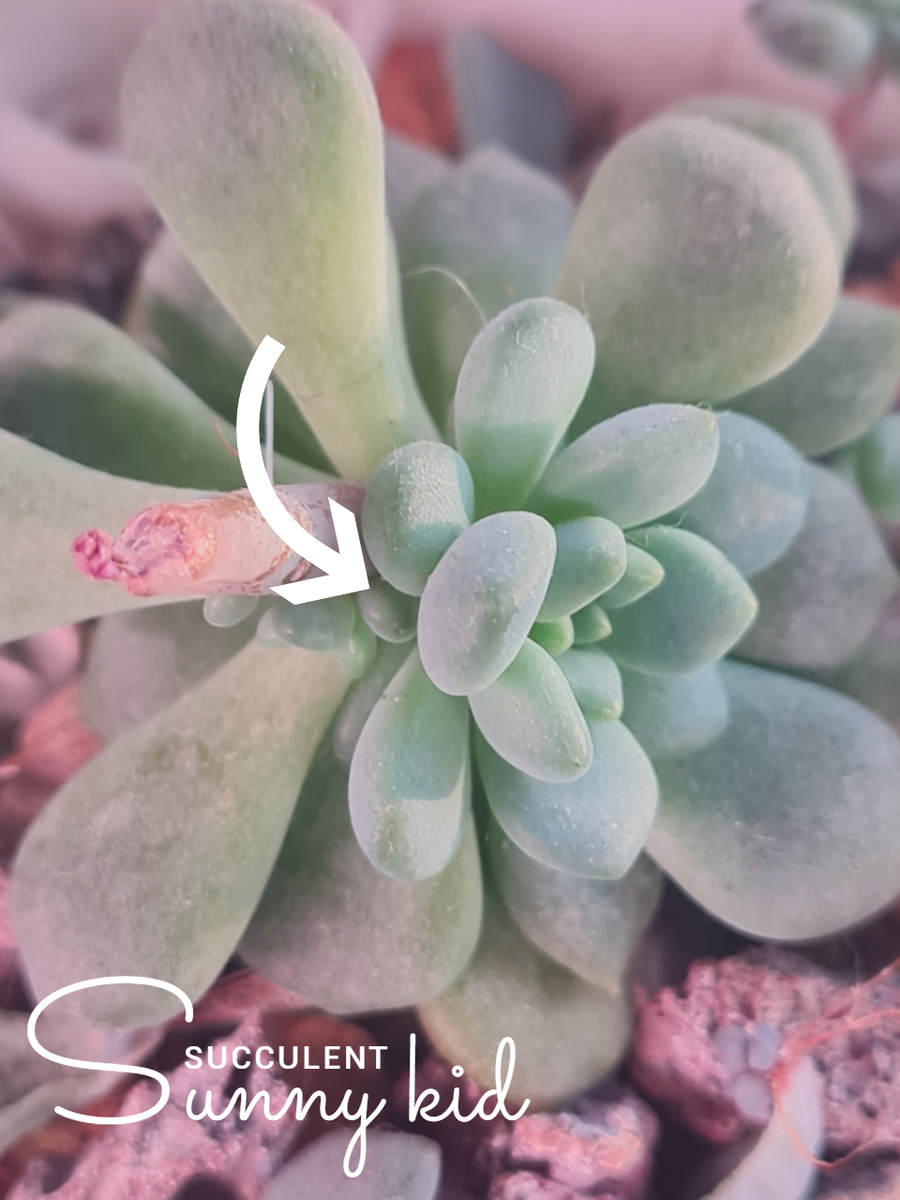 Echeveria Prolifica