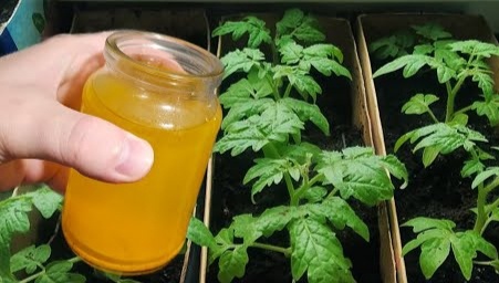 Подкормка рассадв