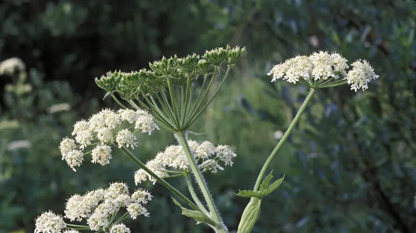    Источник: russian.rt.com Иван Гаврилов