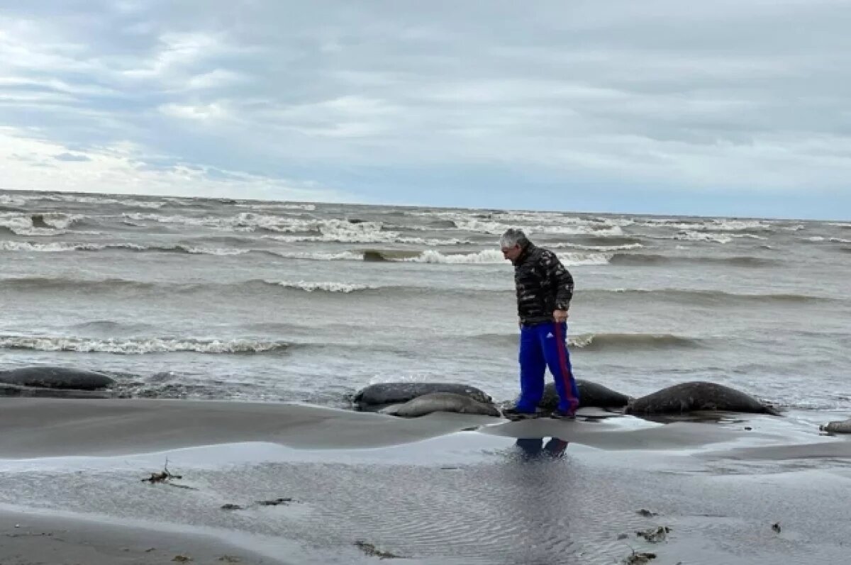    Власти Дагестана обвинили природу в гибели тюленей в Каспии