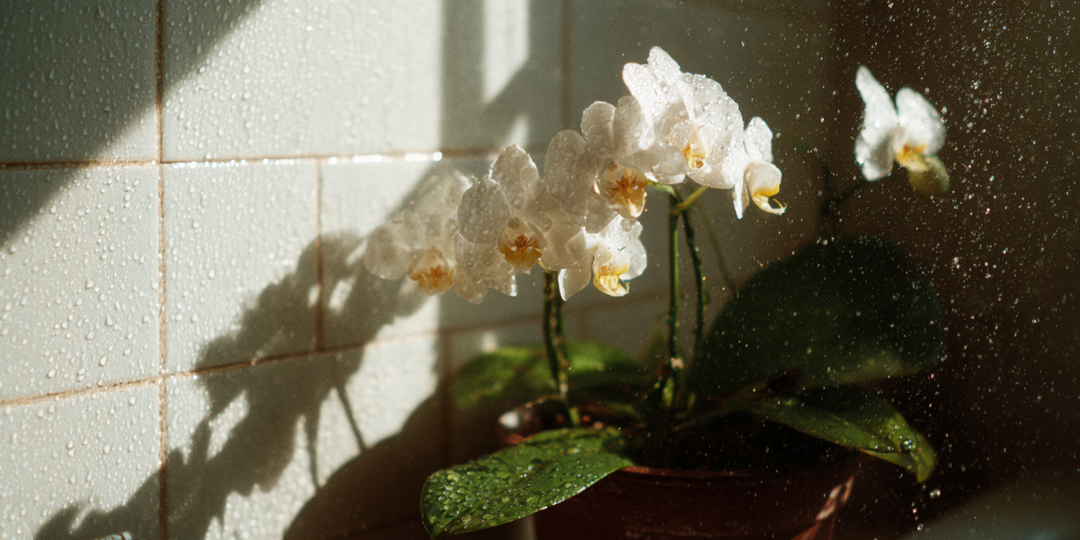 Душ для орхидеи: за и против