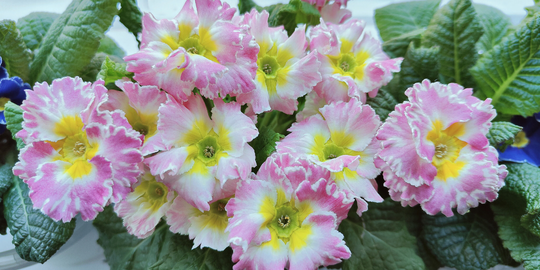 Промежуточный отчёт по примулам и некоторые выводы.