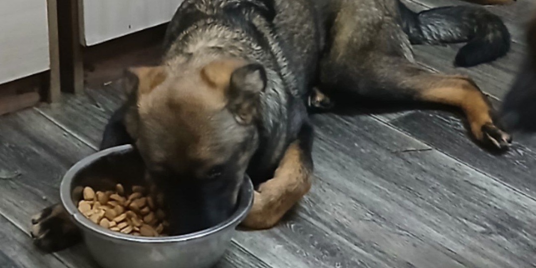 Спасти животных мало, надо обеспечить благополучную жизнь