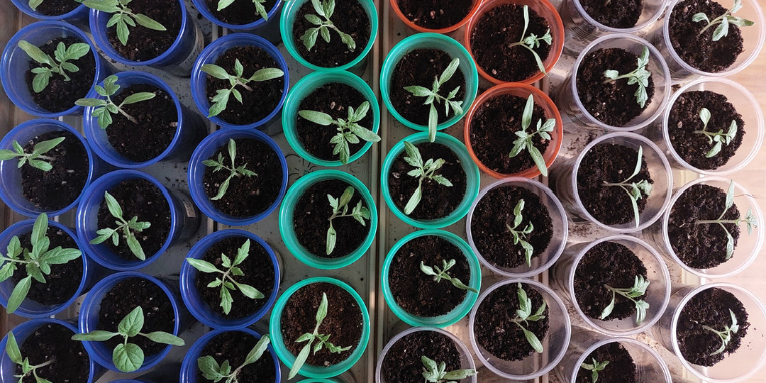 Буду пикировать томаты в разноцветные стаканчики.