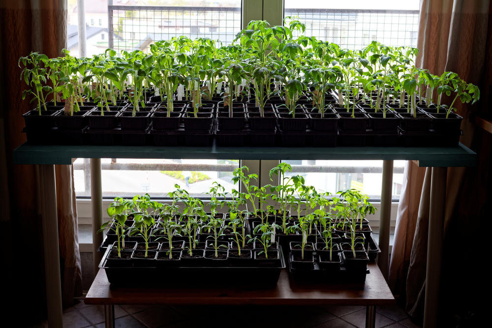 Что сеять на рассаду в начале апреля по лунному календарю