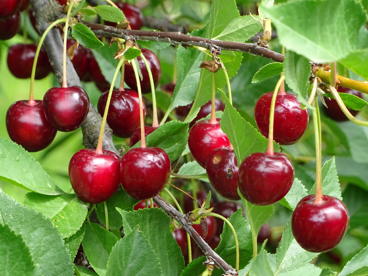 Вишню все мы уважаем.Вот моя вишня.