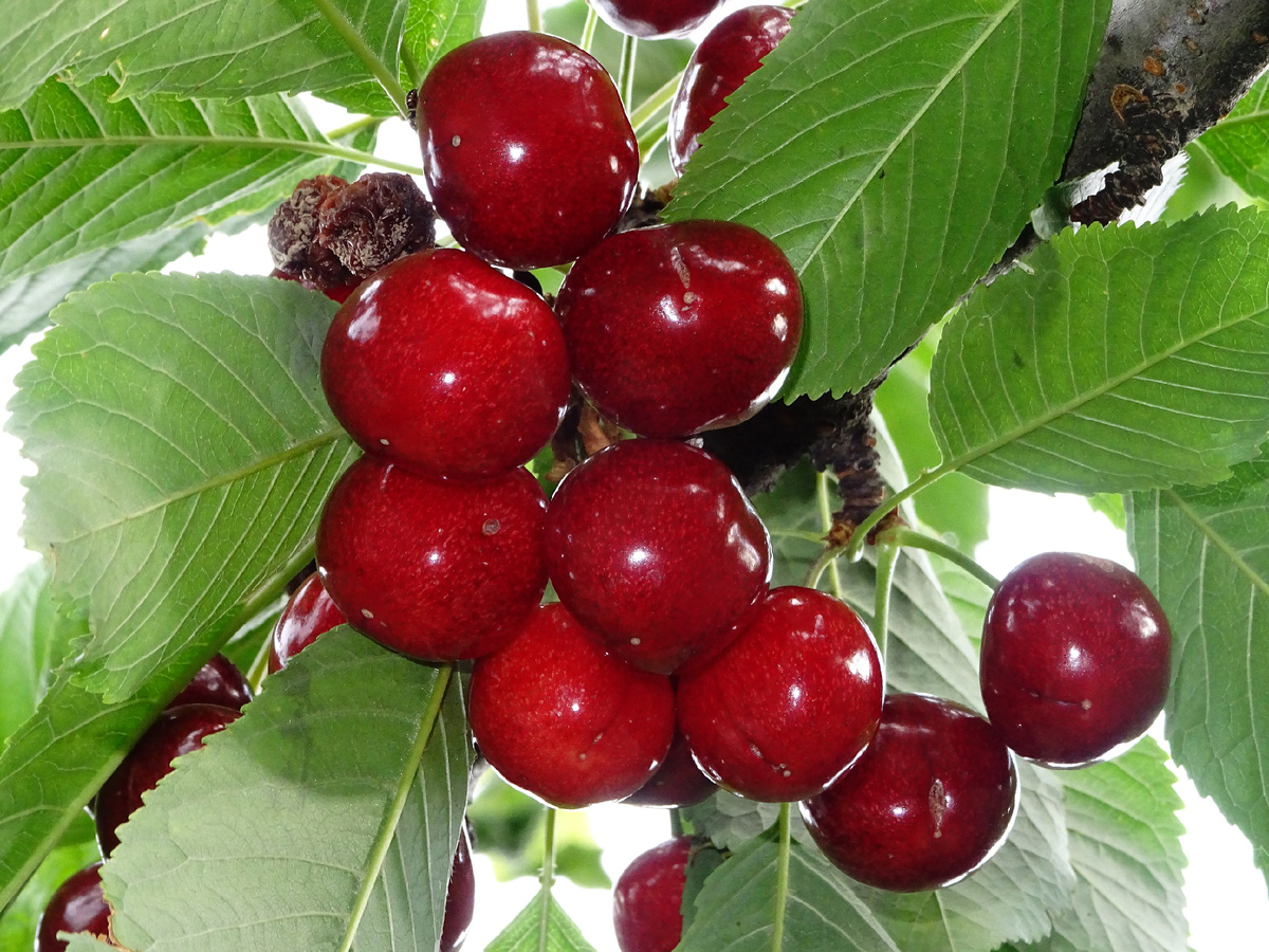 Фото автора своей вишни 2025 год