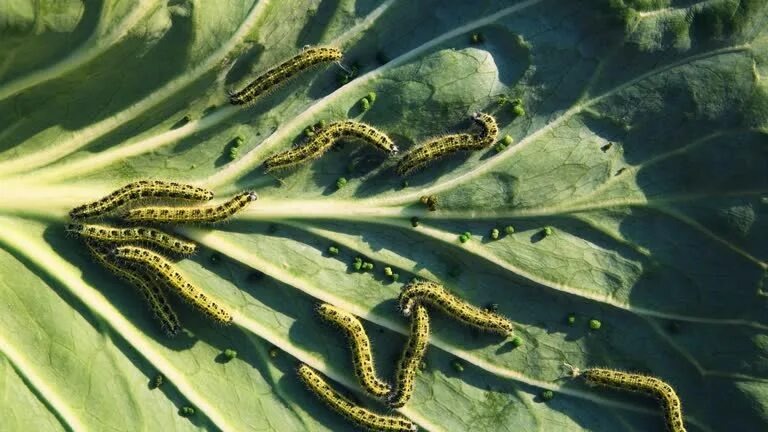 Вот эти товарищи чуть не оставили нас без урожая