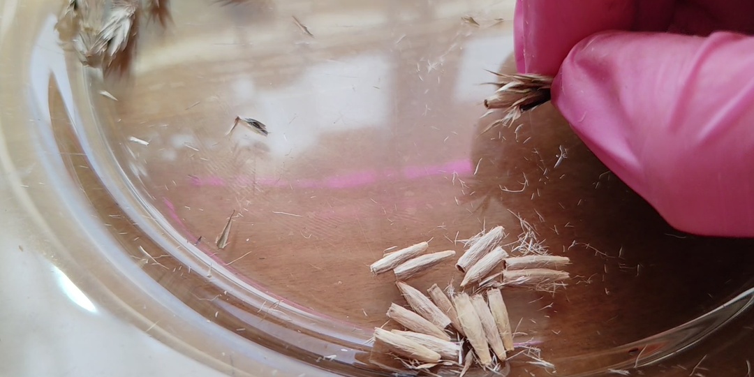 И спи, отдыхай! Работа с семенами и подросшей рассадой.