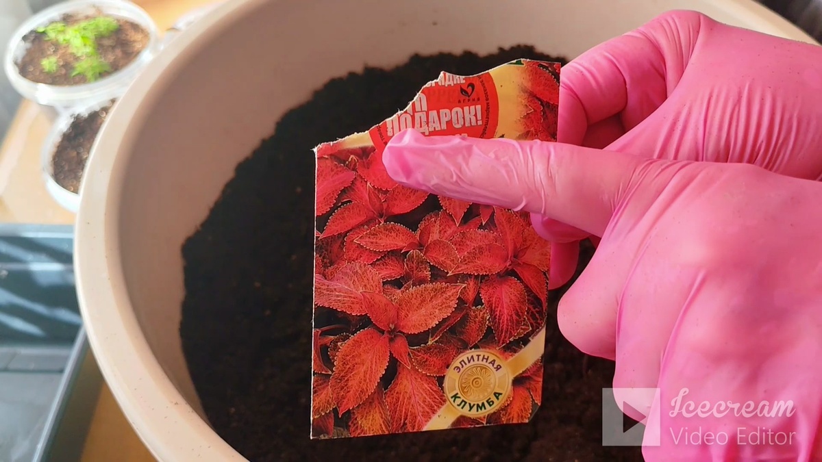 Вместе с заказом семян в одном из интернет-магазинов, получила подарок в качестве вот такого красивого пакетика с семенами колеуса.