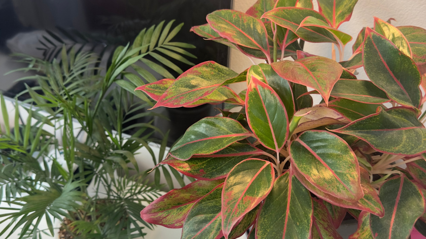    Фото progorod43.ru