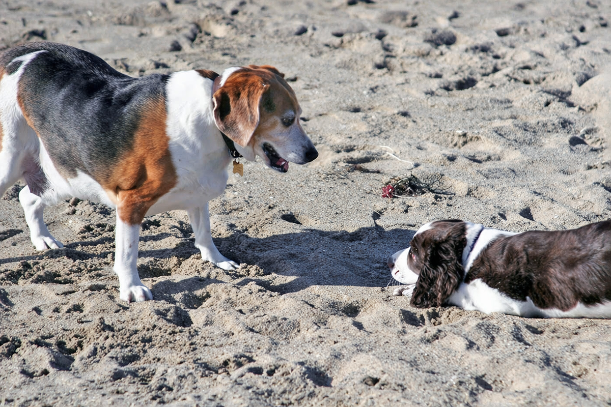 Собака ложится на живот при виде сородича 