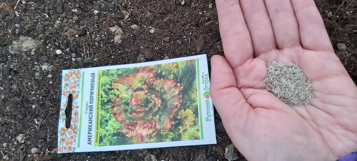 Фото автора. Первые посевы в теплице 